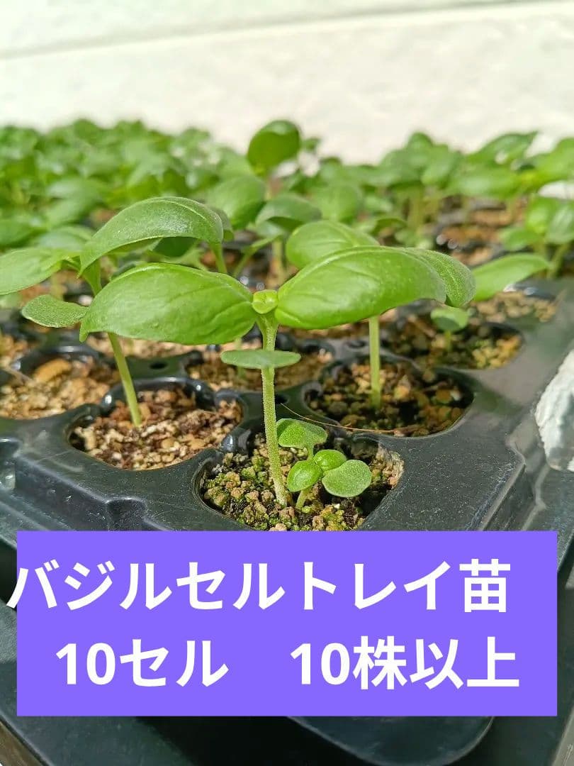 Pesticide-free basil seedling tray, 10 cells per pot (more than 10 plants)